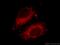 Fibrosin-1 antibody, 11356-1-AP, Proteintech Group, Immunofluorescence image 