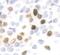 Histone H3 antibody, PA5-17869, Invitrogen Antibodies, Immunohistochemistry frozen image 