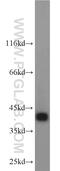 3-ketoacyl-CoA thiolase A, peroxisomal antibody, 12319-2-AP, Proteintech Group, Western Blot image 