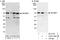 Interferon Regulatory Factor 2 Binding Protein 1 antibody, A303-188A, Bethyl Labs, Western Blot image 