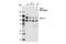 Host Cell Factor C1 antibody, 50708S, Cell Signaling Technology, Western Blot image 
