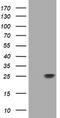 Ras Homolog Family Member J antibody, TA505593AM, Origene, Western Blot image 