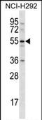 C-Type Lectin Domain Family 18 Member A antibody, PA5-71742, Invitrogen Antibodies, Western Blot image 