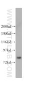 Mdm1 Nuclear Protein antibody, 16171-1-AP, Proteintech Group, Western Blot image 