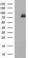 Peroxisomal multifunctional enzyme type 2 antibody, TA507075BM, Origene, Western Blot image 