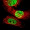 SUFU Negative Regulator Of Hedgehog Signaling antibody, HPA008700, Atlas Antibodies, Immunocytochemistry image 