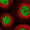 Mortality Factor 4 Like 2 antibody, NBP2-47370, Novus Biologicals, Immunofluorescence image 
