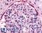 EK8 antibody, LS-A2840, Lifespan Biosciences, Immunohistochemistry frozen image 
