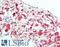 Osteoglycin antibody, LS-B10948, Lifespan Biosciences, Immunohistochemistry paraffin image 