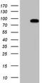 Heat Shock Transcription Factor 2 antibody, CF807435, Origene, Western Blot image 