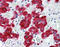 Vesicle-associated membrane protein 2 antibody, 48-056, ProSci, Immunohistochemistry frozen image 