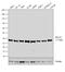 Peroxisomal Biogenesis Factor 19 antibody, PA5-22129, Invitrogen Antibodies, Western Blot image 
