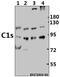 Complement C1s antibody, A02057-1, Boster Biological Technology, Western Blot image 