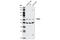 CRAF1 antibody, 4729P, Cell Signaling Technology, Western Blot image 