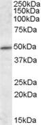 SCARB2 antibody, 46-989, ProSci, Enzyme Linked Immunosorbent Assay image 