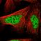 Leukocyte Receptor Cluster Member 8 antibody, HPA061571, Atlas Antibodies, Immunofluorescence image 
