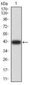 Proline, Glutamate And Leucine Rich Protein 1 antibody, NBP2-61777, Novus Biologicals, Western Blot image 