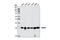 Receptor For Activated C Kinase 1 antibody, 5432S, Cell Signaling Technology, Western Blot image 