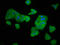 ELMO domain-containing protein 3 antibody, LS-C672984, Lifespan Biosciences, Immunofluorescence image 