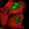 Small Integral Membrane Protein 8 antibody, NBP1-84249, Novus Biologicals, Immunofluorescence image 