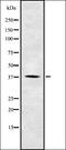 Olfactory Receptor Family 2 Subfamily T Member 34 antibody, orb337488, Biorbyt, Western Blot image 