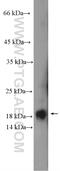 Histone chaperone ASF1B antibody, 11011-1-AP, Proteintech Group, Western Blot image 