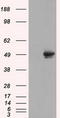 CUGBP Elav-Like Family Member 1 antibody, CF500951, Origene, Western Blot image 