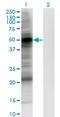 3-Phosphoinositide Dependent Protein Kinase 1 antibody, LS-C197870, Lifespan Biosciences, Western Blot image 