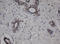 Jun Proto-Oncogene, AP-1 Transcription Factor Subunit antibody, LS-C175402, Lifespan Biosciences, Immunohistochemistry frozen image 
