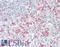 Inositol Polyphosphate Multikinase antibody, LS-B9968, Lifespan Biosciences, Immunohistochemistry frozen image 