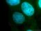 RNA Binding Motif Protein 41 antibody, 15784-1-AP, Proteintech Group, Immunofluorescence image 