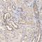 Formin-like protein 3 antibody, NBP1-84092, Novus Biologicals, Immunohistochemistry frozen image 