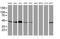 Serpin Family B Member 6 antibody, MA5-25889, Invitrogen Antibodies, Western Blot image 