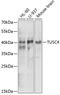 NPR2 Like, GATOR1 Complex Subunit antibody, 19-902, ProSci, Western Blot image 