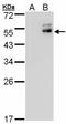 Zinc finger protein ubi-d4 antibody, GTX102235, GeneTex, Western Blot image 