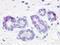 G Protein-Coupled Receptor 52 antibody, LS-A3493, Lifespan Biosciences, Immunohistochemistry paraffin image 