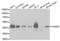 CXADR Ig-Like Cell Adhesion Molecule antibody, abx001505, Abbexa, Western Blot image 