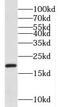 NADH:Ubiquinone Oxidoreductase Subunit A8 antibody, FNab05612, FineTest, Western Blot image 