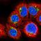 Probable ribonuclease ZC3H12C antibody, HPA038837, Atlas Antibodies, Immunocytochemistry image 