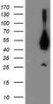Activating Signal Cointegrator 1 Complex Subunit 1 antibody, TA503788, Origene, Western Blot image 