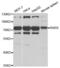 Arginyl-TRNA Synthetase antibody, abx004821, Abbexa, Western Blot image 