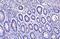 Golgin B1 antibody, A08226-1, Boster Biological Technology, Immunohistochemistry paraffin image 