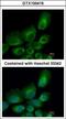 Ubiquitin-conjugating enzyme E2 B antibody, GTX100416, GeneTex, Immunofluorescence image 