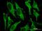 Glutathione S-transferase A2 antibody, H00002939-M05, Novus Biologicals, Immunofluorescence image 