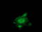 Microtubule Associated Protein RP/EB Family Member 2 antibody, TA502796, Origene, Immunofluorescence image 