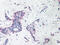 Platelet Factor 4 antibody, XP-5256, ProSci, Immunohistochemistry frozen image 