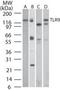Toll Like Receptor 9 antibody, TA337047, Origene, Western Blot image 