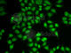 Proteasome Subunit Beta 9 antibody, A1771, ABclonal Technology, Immunofluorescence image 