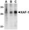 XIAP Associated Factor 1 antibody, TA306193, Origene, Western Blot image 