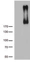 Receptor tyrosine-protein kinase erbB-3 antibody, TA803827, Origene, Western Blot image 